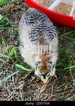 Vista dall'alto di un pulcino di Pasqua del bambino nel cortile . Foto di alta qualità Foto Stock