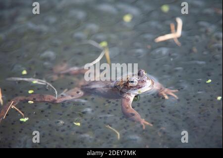 Rana comune maschile (Rana temporaria) in attesa di rane femminili che arrivano alla piscina di allevamento. Foto Stock