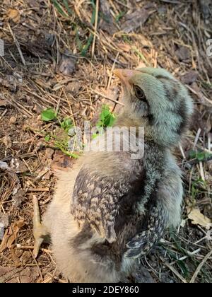 Vista dall'alto del pulcino dell'egger di Pasqua del bambino nel cortile posteriore. Foto di alta qualità Foto Stock