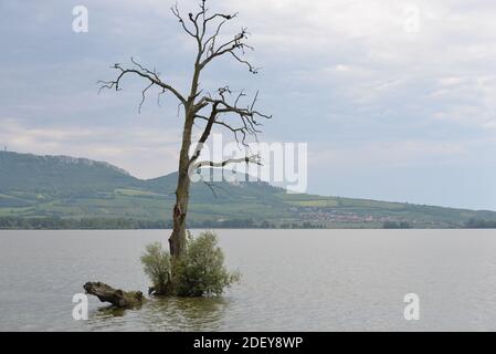 Lone Tree sul bacino idrico di Vestonice Foto Stock