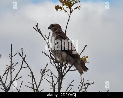 Red-tailed Hawk Bird of Prey arroccato in Tree Branch on Un giorno nuvoloso d'autunno con un picco di cielo blu Tra le nuvole dall'aspetto stormy Foto Stock