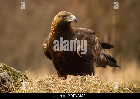 Maestosa aquila d'oro con grande becco seduto sull'asciutto prateria Foto Stock