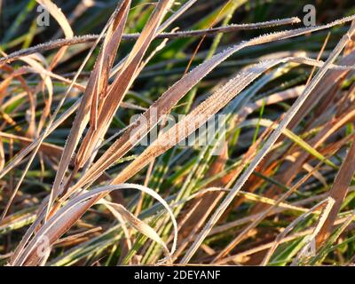 Ghiaccio Frost su foglie marroni e verdi di High Grass Sul prato Prairie nel sole dell'alba in autunno Mattina Foto Stock