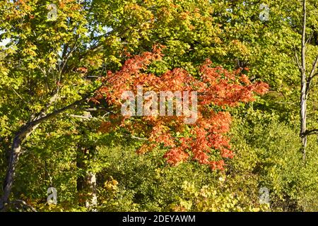 Grumo di foglie di arancio di caduta tra foglie verdi su un inizio autunno soleggiato giorno bellissimo paesaggio vista panoramica Foto Stock