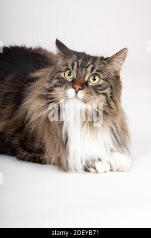 Un closeup verticale ritratto di un carino gatto Siberiano furry isolato su sfondo bianco Foto Stock