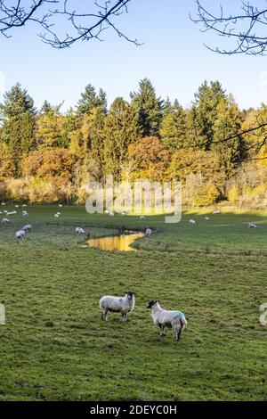 Autunno nel Cotswolds - pascolo di pecore accanto al fiume Coln vicino a Cassey Compton, Gloucestershire Regno Unito Foto Stock