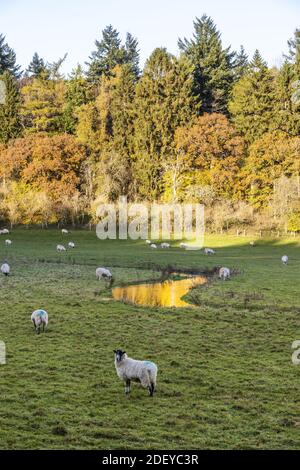 Autunno nel Cotswolds - pascolo di pecore accanto al fiume Coln vicino a Cassey Compton, Gloucestershire Regno Unito Foto Stock