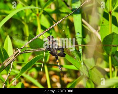 Black Saddlebag Dragonfly clasps parte di Branch con testa arancione, giallo e nero sulla coda, nero sulle ali a corpo tra foglie verdi Foto Stock