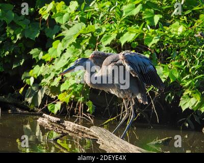 Blue Heron Bird allunga le ali mentre Balancing appollaiato su Dead Ramo di albero in stagno con Foliage verde circostante Foto Stock