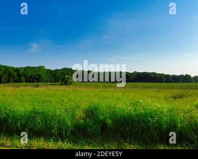 Panorama estivo del prato Prairie lungo la linea della foresta con Colore verde brillante con cielo blu luminoso sullo sfondo Foto Stock
