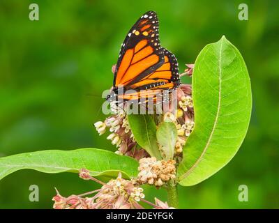 Monarch Butterfly mangia un Wildflower in un giorno estivo con Foglie di colore verde brillante e fiore rosa e bianco Foto Stock