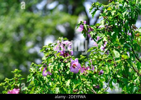 Colibrì con testa in fiore viola di Hibiscus che beve Nectar In un giorno estivo soleggiato Foto Stock