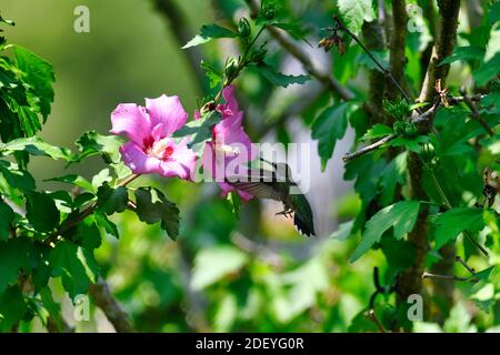 Il colibrì di Hummingbird si getta a Hibiscus mangiando Nectar con foglie verdi Dintorni Foto Stock
