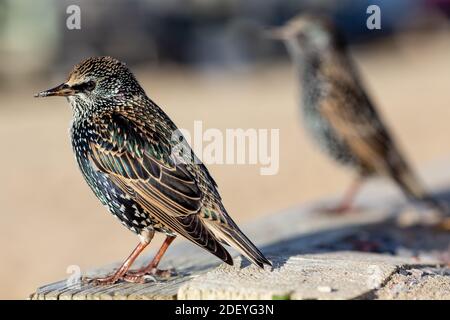 Passeggiata invernale su Hengistbury dirigiti verso Mudeford Spit a Christchurch Dorset, Starlings appesi intorno al caffè sperando di raccogliere scarti. 01 dicembre 202 Foto Stock