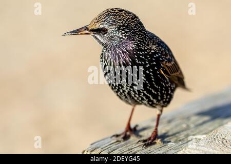 Passeggiata invernale su Hengistbury dirigiti verso Mudeford Spit a Christchurch Dorset, Starlings appesi intorno al caffè sperando di raccogliere scarti. 01 dicembre 202 Foto Stock