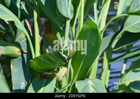 Blue Dasher Dragonfly appollaiato su una foglia verde con lago Acqua sfocata in background Foto Stock