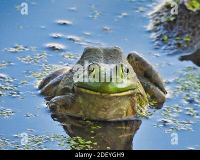 Bullfrog si trova in stagno di alghe con fango pile in background Rettigliano con testa verde brillante e corpo scuro Foto Stock