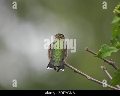 Hummingbird con gola di rubino che si affaccia con un'occhiata a Long Narrow Becco la punta e Spark in Eye con verde Piume iridescenti sul retro e bianco Foto Stock
