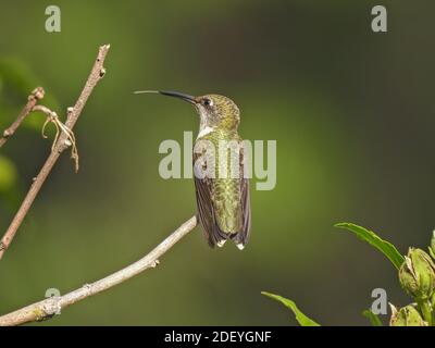 Vista del profilo di Hummingbird con gola di rubino con linguetta bianca che si stacca mentre Appollaiato sul gambo di Bush con sfondo verde offuscato Foto Stock