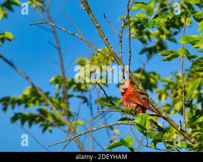 Il cardinale settentrionale Red Bird arroccato in albero con foglie verdi E il cielo azzurro nuvoloso in background su un sole Giorno d'estate Foto Stock