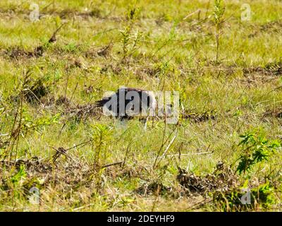 Uccello Hawk dalla coda rossa di Prey Raptor seduto a terra Di un campo Digging al Grass in estate Luce del sole sulla Prairie Foto Stock