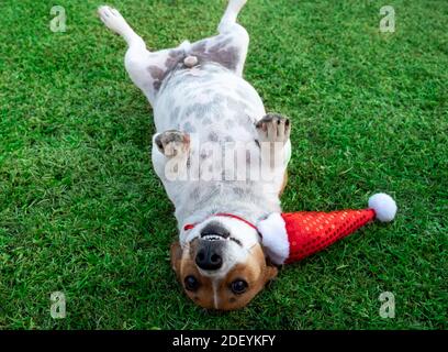Cute Puppy giocando con il suo cappello di Santa Foto Stock