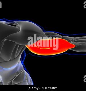 Il muscolo è un tessuto molle, le cellule muscolari contengono proteine, producendo una contrazione che cambia sia la lunghezza che la forma della cellula. I muscoli hanno funzionato Foto Stock