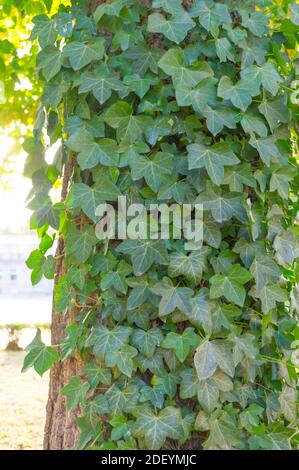 Un colpo verticale di Hedera Helix pianta o edera verde tesse un tronco di albero Foto Stock