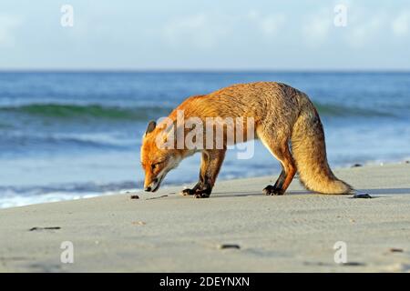 Volpe rossa (Vulpes vulpes) foraggio su spiaggia sabbiosa lungo la costa Foto Stock