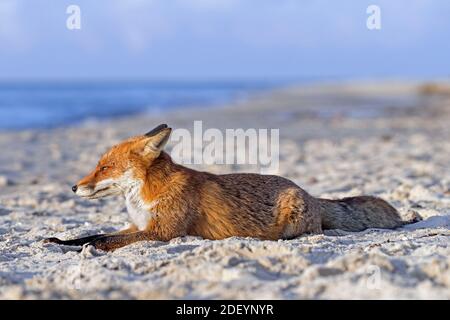 Volpe rossa (Vulpes vulpes) riposando sulla spiaggia di sabbia lungo la costa Foto Stock