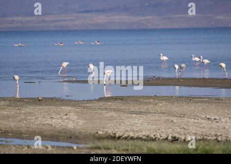 Fenicotteri al lago di confine Lac Abbe e zona vulcanica in Gibuti al confine con l'Etiopia Foto Stock