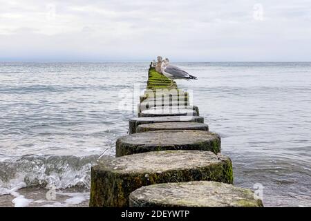 Groyne sulla spiaggia di Wustrow su Fischland Foto Stock