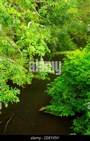 Lake Creek, William Finley National Wildlife Refuge, Snag Boat Bend Unit, Oregon Foto Stock