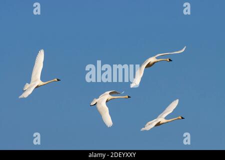 Cigno di tundra (Cygnus colombianus) in volo a McFadden Marsh, William Finley National Wildlife Refuge, Oregon Foto Stock