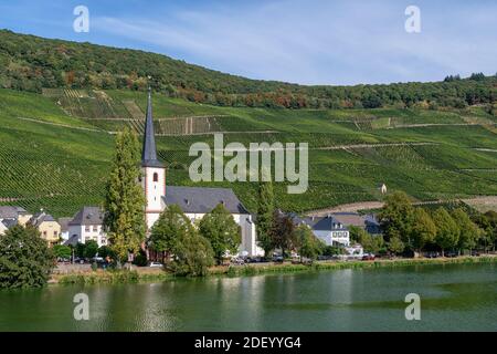 Vigneti a Piesport sulla Mosella Foto Stock