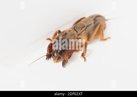 Cricket talpa europea su sfondo bianco. Naturale Foto Stock