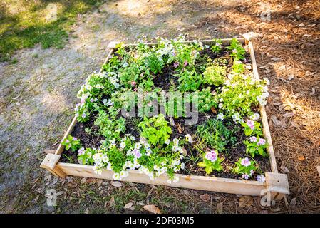 Vista ad alto angolo che guarda in basso su molti fiori bianchi caliachoa in grande letto rialzato decorazione giardino in legno a Charleston, Carolina del Sud Foto Stock