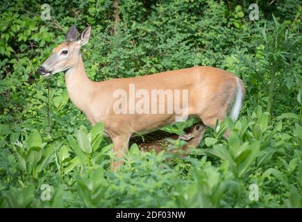 Un capriolo dalla coda bianca allena un cucciolo tra piante alte che si trovano lungo le foreste che confinano con Skyline Drive, parte del Parco Nazionale di Shenandoah in V. Foto Stock