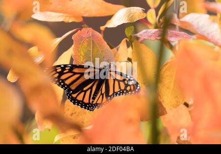 Una farfalla monarca poggia su una foglia arancione. Foto Stock
