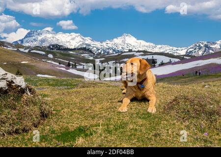 Felice e stanco labrador retriever cane sdraiato a terra dopo una lunga escursione con montagne coperte di neve in background. Foto Stock