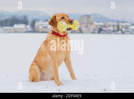 Yellow labrador Retriever cane sdraiato e in posa sulla neve dopo aver giocato con il suo giocattolo giallo preferito. Un cane stanco è un cane felice. Foto Stock