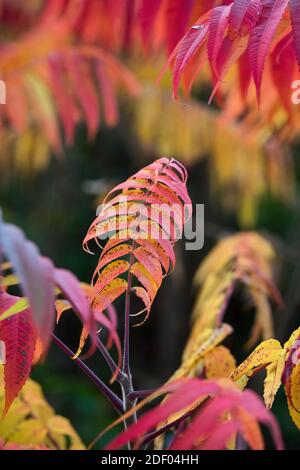 I colori rosso, arancione e giallo appaiono sulle foglie di Sumac in autunno. Foto Stock