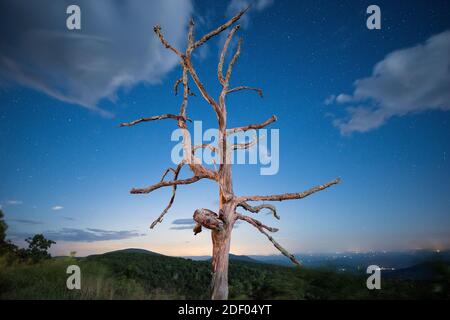 Un unico albero visto contro un cielo stellato lungo Skyline Drive, Shenandoah National Park, Virginia. Foto Stock