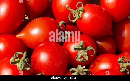 Pomodori freschi. Raccolta di pomodori. Vista dall'alto Foto Stock