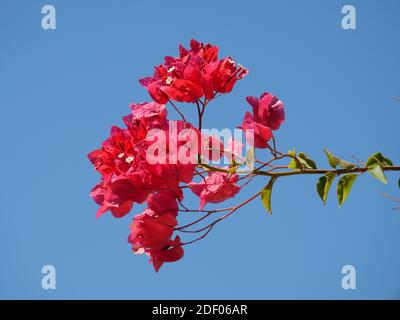 Bella buganvillea rosso brillante fiori contro il cielo blu Foto Stock