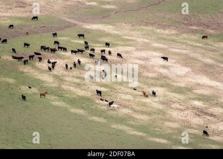 Cows and horses in a pasture near Troy, Oregon. Foto Stock
