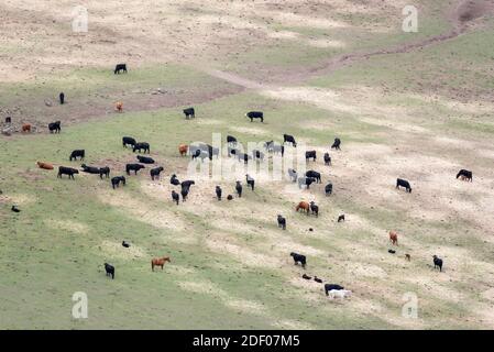 Cows and horses in a pasture near Troy, Oregon. Foto Stock