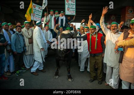 Gli agricoltori indiani protestano contro un carro di bufalo mentre gridano slogan gli agricoltori protestano contro il confine di Delhi-Utttar Pradesh seduto sulla strada come parte delle proteste contro le nuove leggi agricole.migliaia di agricoltori provenienti da vari stati marciano verso la capitale indiana per protestare contro le nuove leggi agricole che dicono di ferire gravemente i loro redditi, secondo l'unione degli agricoltori. Foto Stock