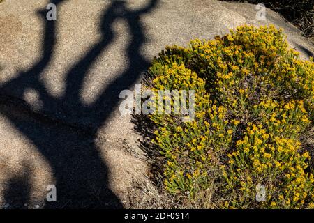 Dead Alligator Juniper Shadow Crossing Rock in Aguirre Springs Campground, Organ Mountains-Desert Peaks National Monument, New Mexico, USA Foto Stock