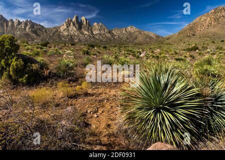 Paesaggio del deserto di Chihuahuan vicino al Campground di Aguirre Springs, al Monumento Nazionale delle Montagne Organ-Desert Peaks, New Mexico, USA Foto Stock